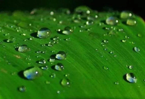 哪个星座显山露水 哪个星座雨露均沾