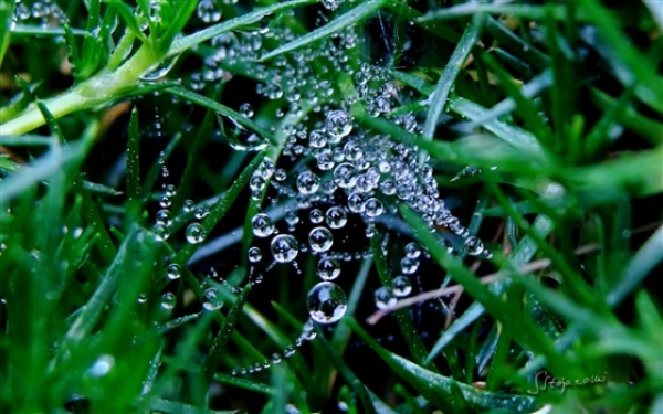 哪个星座显山露水 哪个星座雨露均沾