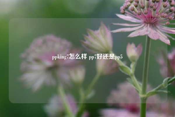 ppking7怎么样 pp7好还是pp5